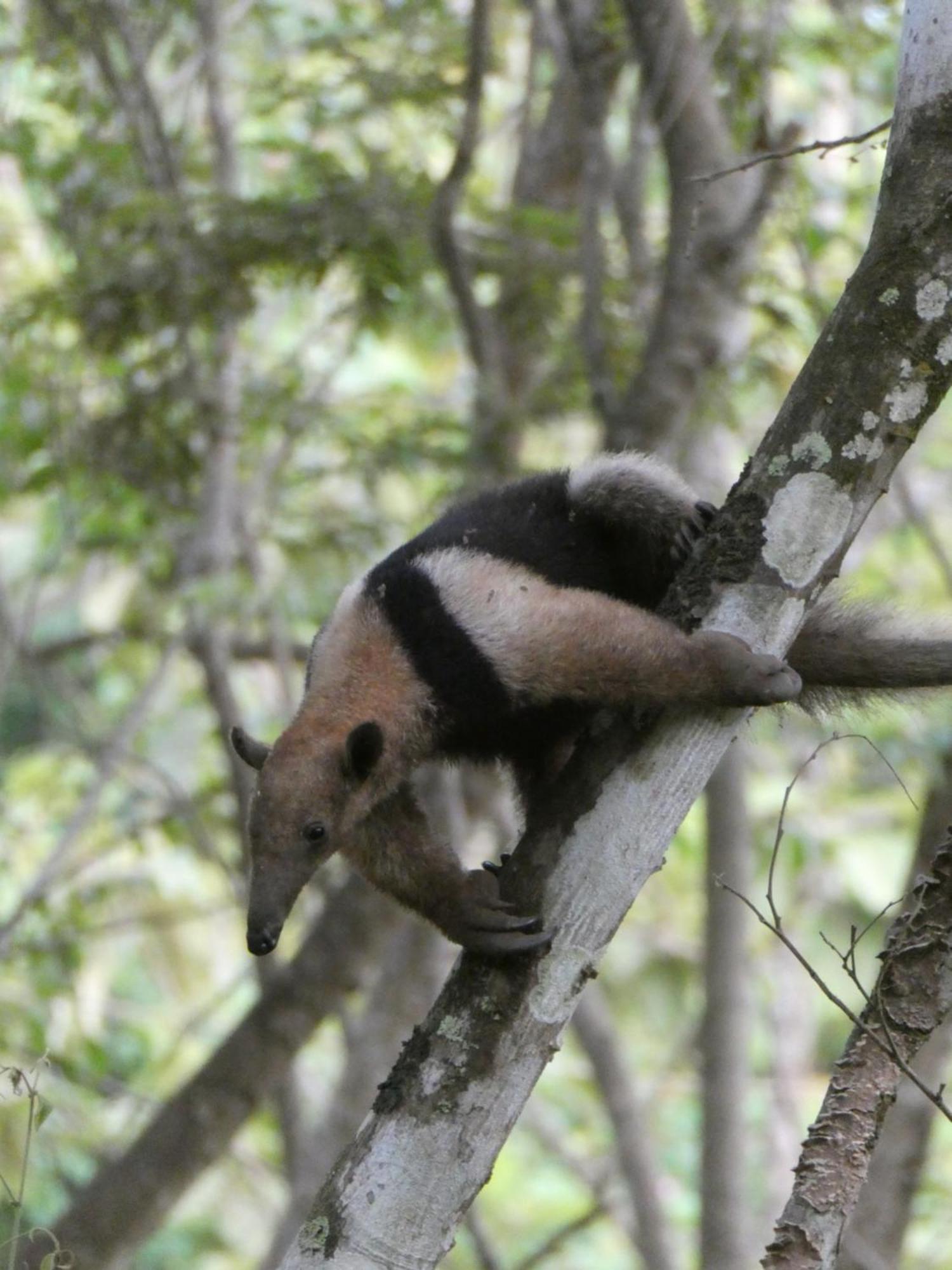 Alouatta Playa Coyote San Francisco de Coyote Exterior foto