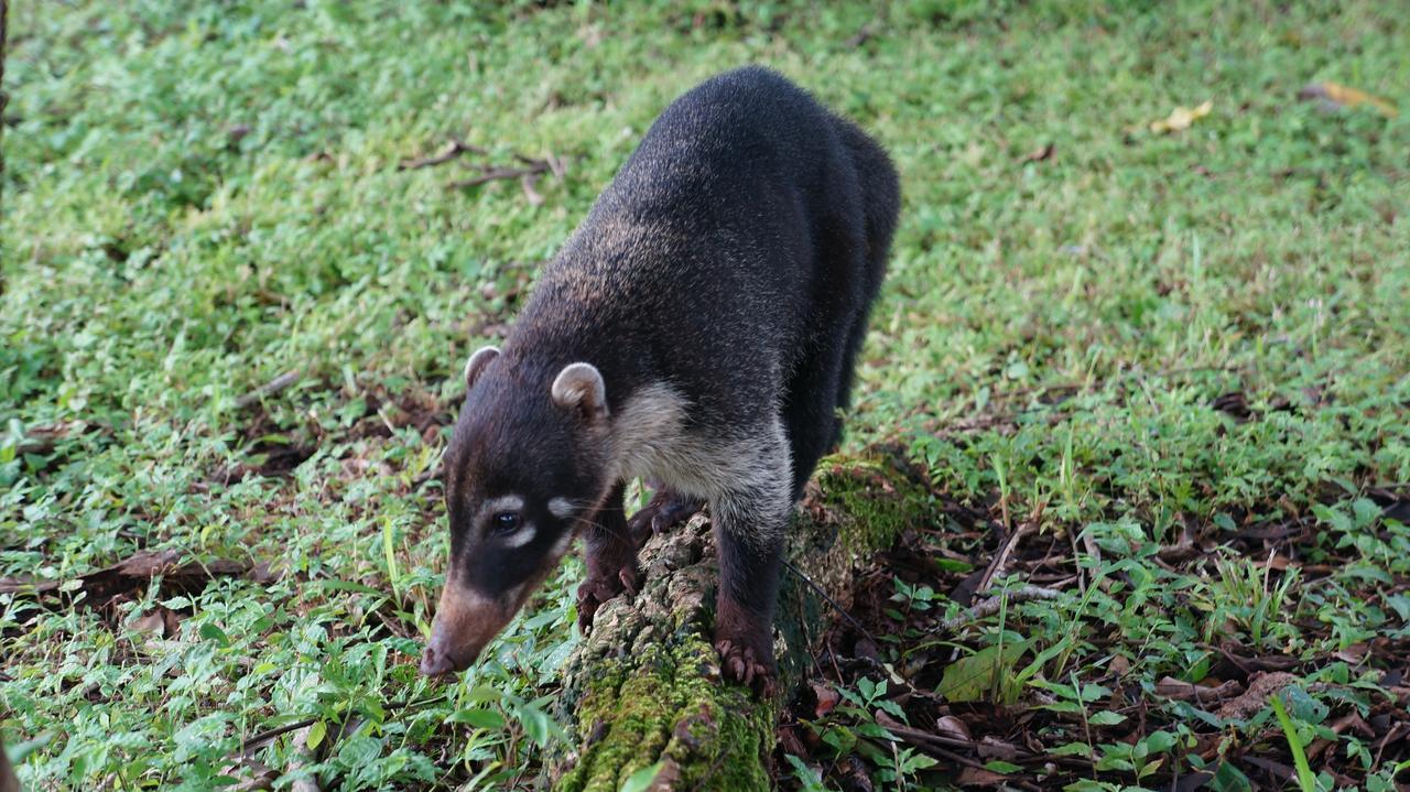 Alouatta Playa Coyote San Francisco de Coyote Exterior foto