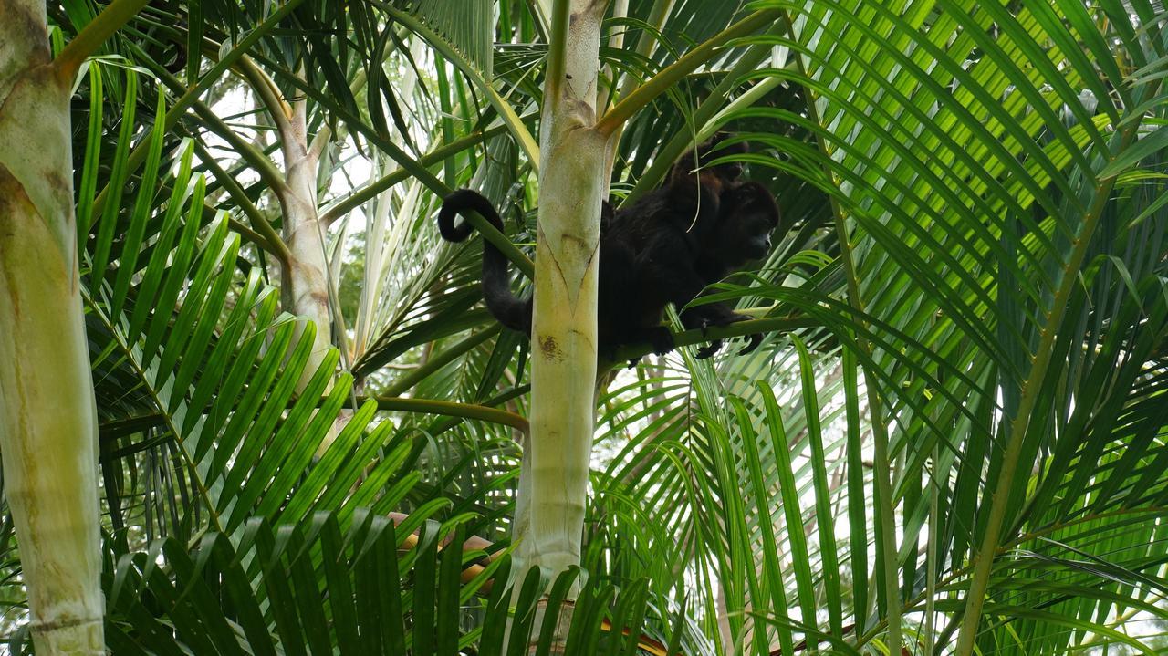Alouatta Playa Coyote San Francisco de Coyote Exterior foto